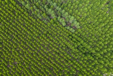 Okaliptüs tarlasının havadan görünüşü. Ağaç yeşili gölgelik. Odun temini, karbon yakalama ve sürdürülebilir ormancılık uygulamaları. Okaliptüs orman çiftliği. Karbon depolama potansiyeli ve ekosistem dengesi.