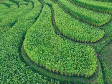 Kırsal alanda eğri şekilli yeşil pirinç teraslarının havadan görünüşü. Çevre seyahati, sürdürülebilir tarım ve Asya 'da çevre bilinci kavramları. Teraslı tarlalardaki pirinç tarlaları