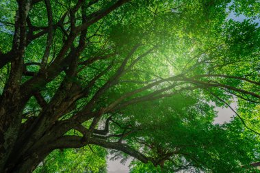Ormandaki yeşil ağaç. Karbon nötr için doğa arka planı. Doğal karbon lavabosu iklim değişikliğiyle savaşır. Karbon nötr ekosistemlerde sürdürülebilirlik. Sürdürülebilir çevre. Doğal karbon yakalama.