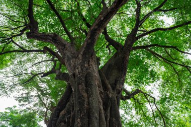 Düşük açı, ormanda yeşil gölgeliği olan antik bir ağaç. Doğal karbon yakalama ve iklim değişikliğinin sürdürülebilirliği için tecrit. Karbon tarafsızlığı ve doğal ekosistem çevresel koruma.