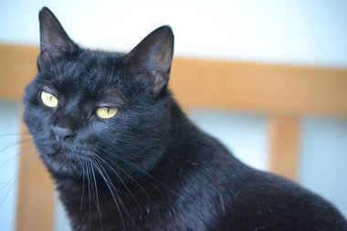 Güzel Siyah Üçayaklı Kedi Komur