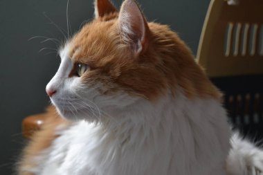 Sarı Beyaz Şirin Kedi Umut