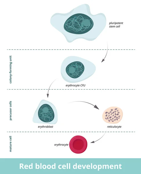 赤血球の発達 エリスロポエシスだ 多能性細胞からコロニー形成ユニット 前駆細胞期から成熟細胞期までのエリスロサイト形成 エリスローブラストとレチキュロサイト — ストックベクタ