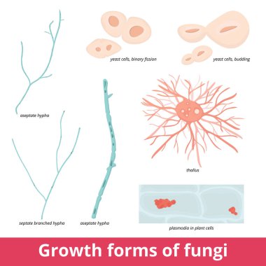 Nöromüsküler bağlantı. Motor sinirinin ucuyla kas arasındaki sinaptik bir bağlantı. Presynaptik (sinir ucu), sinaptik bölüm, sinaptik yarık.