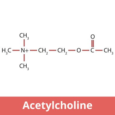 Asetilkolin. Ana nörotransmitterlerden biri asetik asit (asetat) ve kolinden oluşur. Kimyasal yapı.