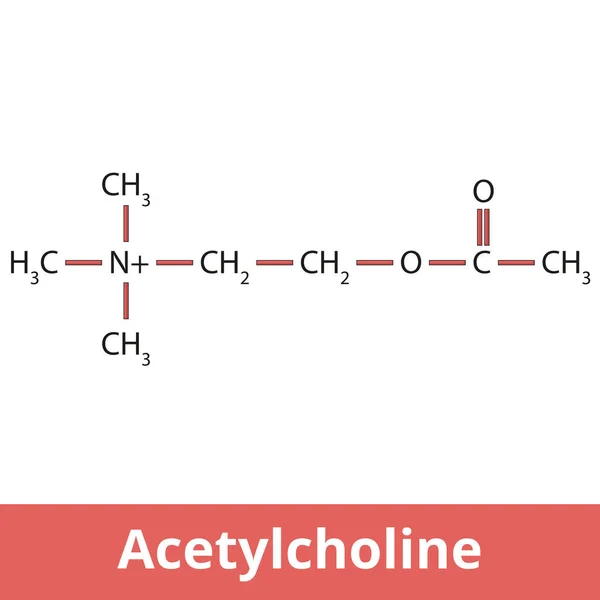 Acetilcolina Uno Los Principales Neurotransmisores Está Formado Por Ácido Acético — Vector de stock