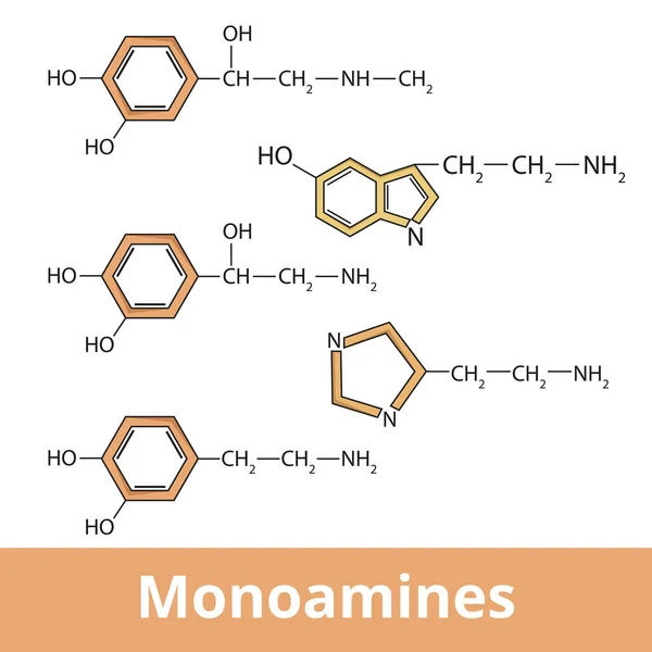 Monoaminas Estructura Química Las Principales Aminas Biogénicas Incluyendo Epinefrina Norepinefrina — Vector de stock