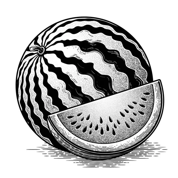 Zwart Wit Vintage Illustratie Van Een Watermeloen Met Hand Getekend Vectorbeelden