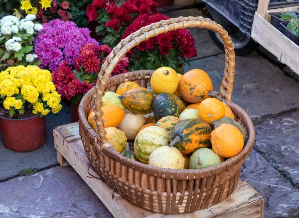 Rattan Basket Full Small Decorative Pumpkins Market — Stock Photo, Image