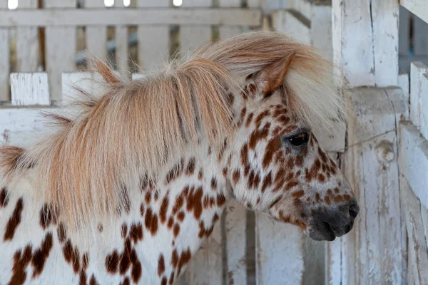 Hoofd Van Kleine Pony Paard Stal Naast Een Houten Hek — Stockfoto