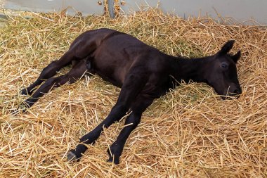 Young new born black horse laying on a hay inside stable