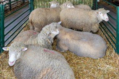 Young white domesticated sheep on hay inside farm enclosure