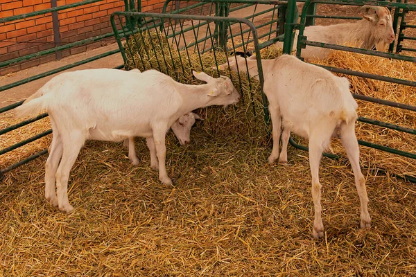Cabras Domesticadas Jovens Com Pêlo Branco Feno Recinto Agrícola — Fotografia de Stock