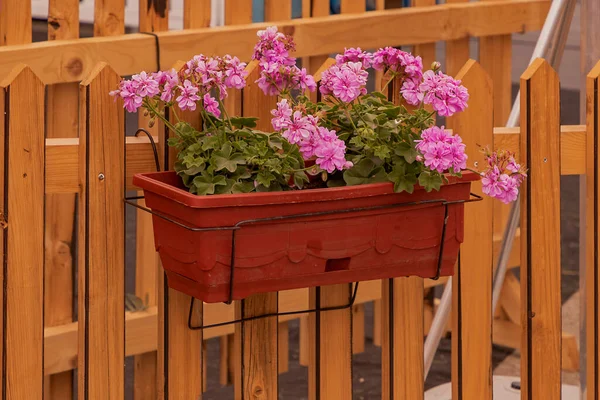 Pink Flowers Flower Pot Hanging Edge Garden Fence — Stock Photo, Image