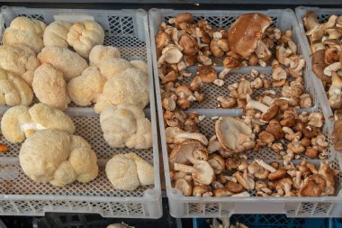 Marketteki plastik kasalardan satılan organik çiğ, yenilebilir orman mantarları.