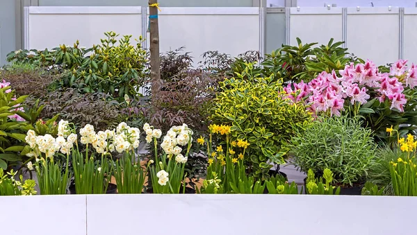 Szkółka Plantacji Ogrodu Wystawie Kwiatów Świeżym Powietrzu — Zdjęcie stockowe