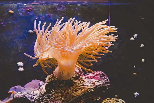 Gele Poliep Kleurrijke Rotsen Zout Water Aquarium — Stockfoto