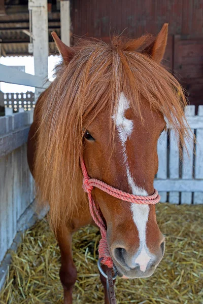Jonge Kleine Pony Paard Een Stal Hooiberg Naast Een Houten — Stockfoto