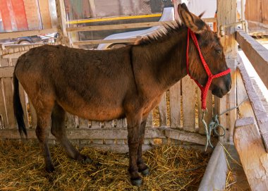 Kırsal kesimde samanlıkta duran evcil eşek.