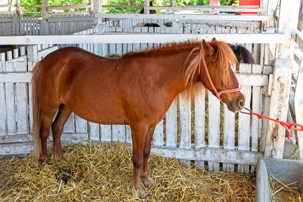 Mały Koń Przywiązany Drewnianego Ogrodzenia Wewnątrz Wiejskich Gospodarstw Rolnych — Zdjęcie stockowe