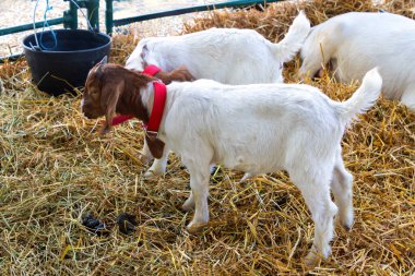 Genç yaban domuzları tarım çiftliğinde samanlıkta duruyor.