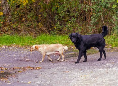 Kırsalda başıboş dolaşan başıboş köpekler.