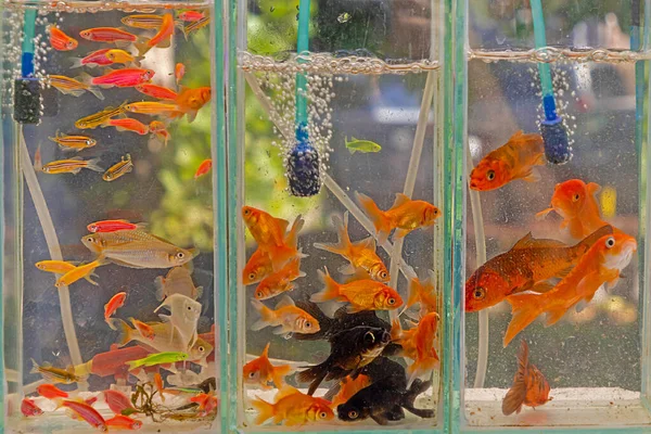 Gold pet fishes inside glass aquarium in home interior