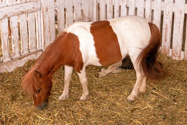 Mały Młody Koń Wypasa Siano Zagrodzie — Zdjęcie stockowe