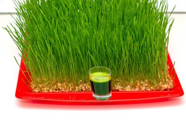 Ev bahçesinde buğday çimi büyür, cam bir kadehte sıkılmış meyve suyuyla.