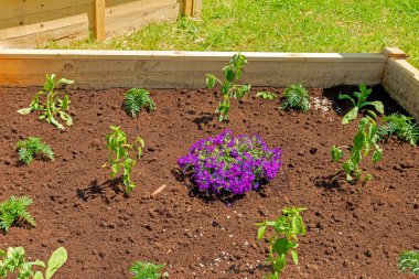 Yükseltilmiş bahçe kutusu, toprak ve bitkiler dışarıda.