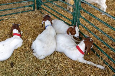 Tarım çiftliğinde samanların üzerinde duran genç keçiler