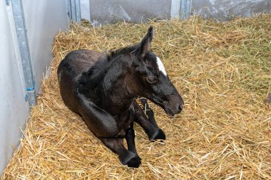 Genç siyah at tarımda samanlıkta.