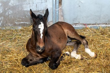 Genç tay ahırda samanların üzerinde yatıyor.