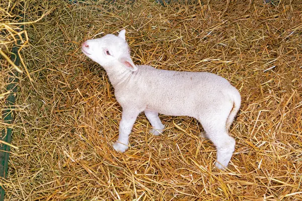 Tarım çiftliğinde samanların üzerinde duran yeni doğmuş küçük bir dişi koyun.