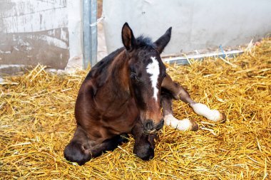 Çiftlikteki samanlıkta oturan genç tay atı.