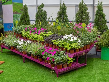 Doğal botanik bahçesinde çiçek yetiştiriyor.