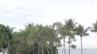 View of coconut palm trees against sky near beach on the tropical island. Coconut palm trees bottom view. Green palm tree with blue sky background