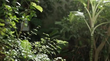 view of many greenery tree in the asian garden in summer daytime with sunlight. Natural landscape view in garden