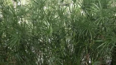 Alçak açı Tayland 'ın kuzeyindeki Chiangmai' de güneş ışığıyla parlayan doğal yeşil yağmur ormanlarının tepesine bakar.