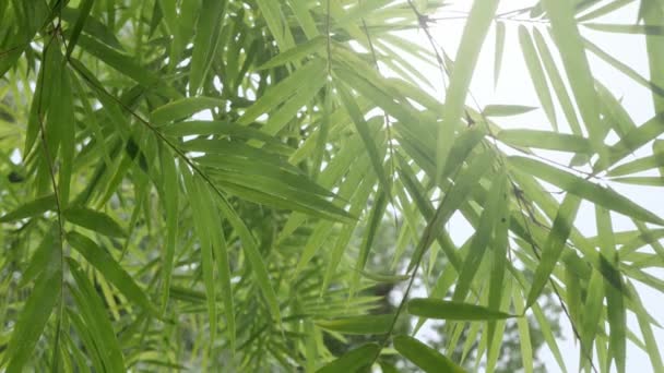 Laag Uitzicht Top Van Het Natuurlijke Groen Bamboe Bomen Bos — Stockvideo
