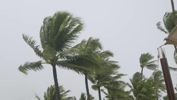 在暴雨中俯瞰椰子树 在台风气旋风暴中在恶劣天气中可看到大风刮得很厉害 亚洲海滩海岸附近的风暴 大自然的热带风暴概念 — 图库视频影像