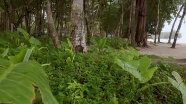 Manzara beyaz kum pürüzsüz plaj denizi. Tropikal ağaçlar ve kum yolu olan yeşil çimen tarlası. Tropikal doğa yaz manzarası, tatil geçmişi.