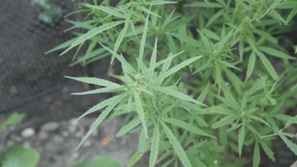 芽植物 有機園芸で成長する女性のマリファナの花や葉を咲かせます 大麻の葉植物に焦点を当てる — ストック動画