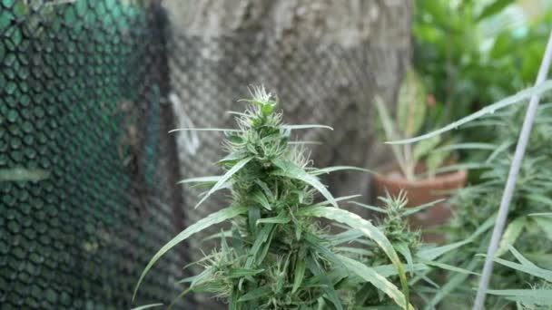 Cânhamo Cannabis Broto Planta Flor Maconha Feminina Florescendo Folhas Crescendo — Vídeo de Stock