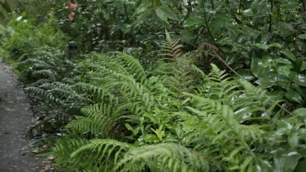 Soczysta Egzotyczna Tropikalna Paproć Pozostawia Teksturę Przestrzenią Kopiowania Bujne Liście — Wideo stockowe