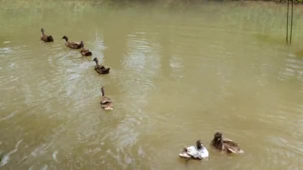 春の日差しの下で池の運河の水の中で野生のアヒルの動物の水泳のグループ動物の野生動物の風景の背景 — ストック動画