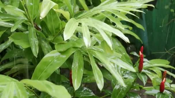 Yeşil Sulu Ormanlarda Yağmur Yapraklarının Üzerine Yakın Çekim Seçici Odaklı — Stok video