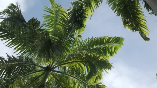 真夏の青空を背景にヤシの木ヤシの木へのPov夏の昼間に風がプーケット タイのビーチエリアの近くに吹いて — ストック動画