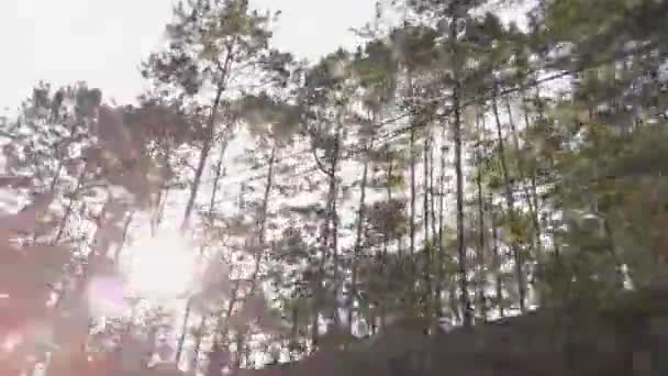 Vista Olhando Para Árvore Enquanto Move Rapidamente Moto Sob Floresta — Vídeo de Stock