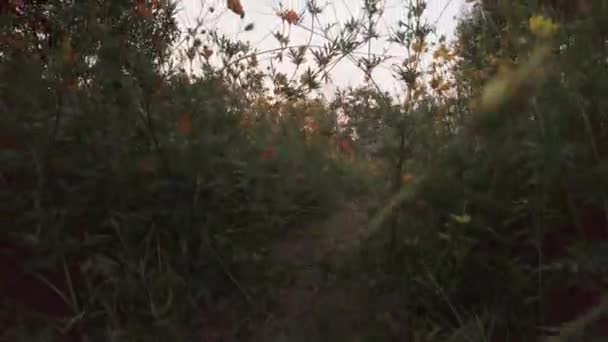 Natuurlijk Landschap Uitzicht Groen Veld Met Veel Gele Oranje Bloemen — Stockvideo